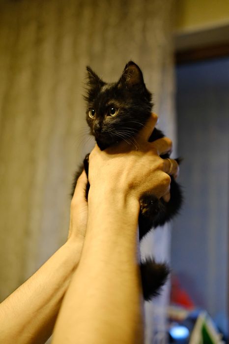 Котенок в добрые руки