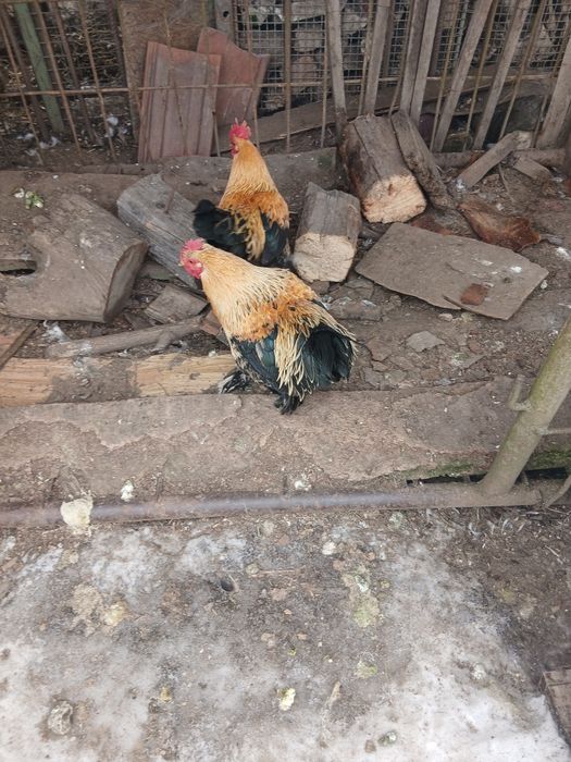 Cocoși pitici disponibili