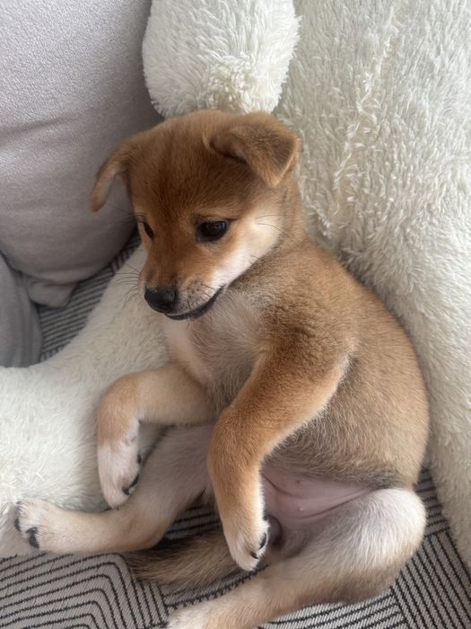 Продаи щенка Сиьа ину