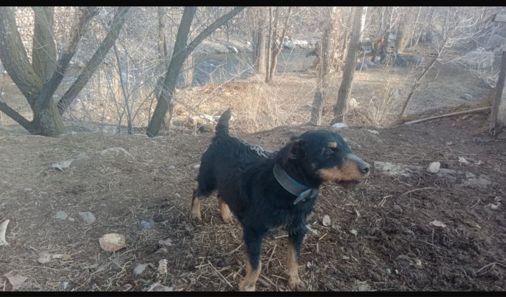 Продам щенков ягдтерьера