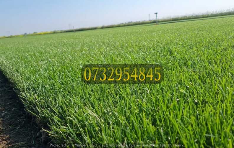 Gazon de Calitate – Grădină Nouă Peste Noapte