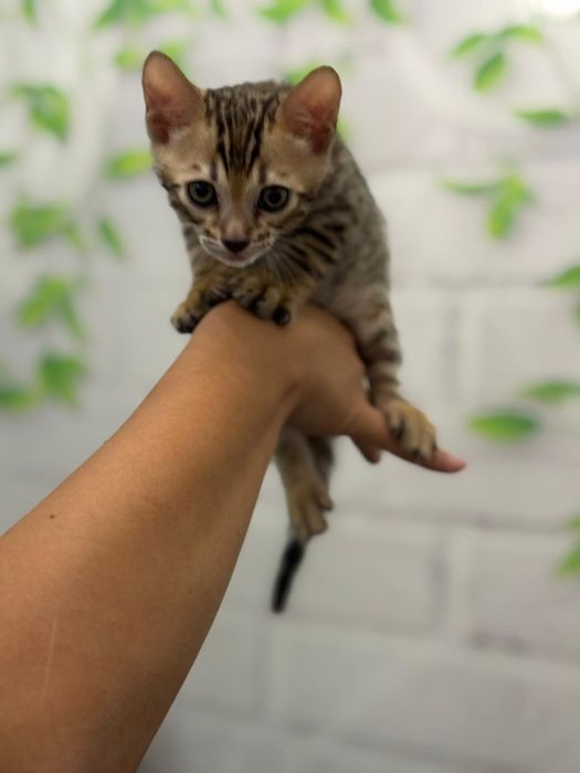 Продаю бенгальского котенка 2 месяца