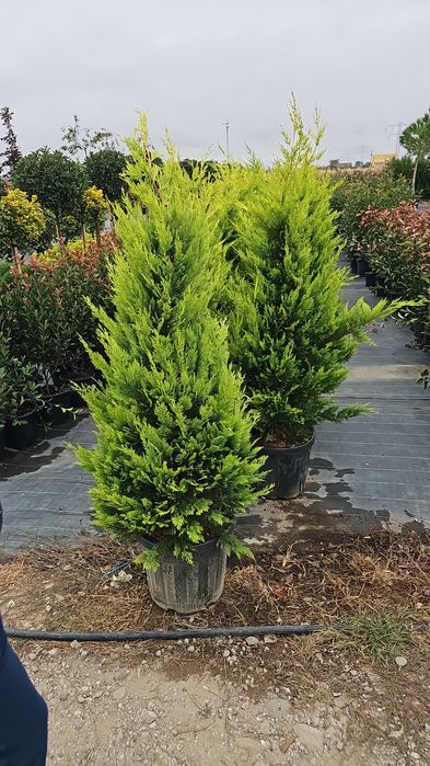 Pon pon - Spirale - Prunus laucerasus  - Leylandi gold