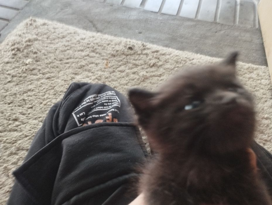 Котята их четыре