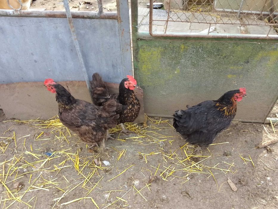 Продавам Супер Харко на година и половина 10 броя