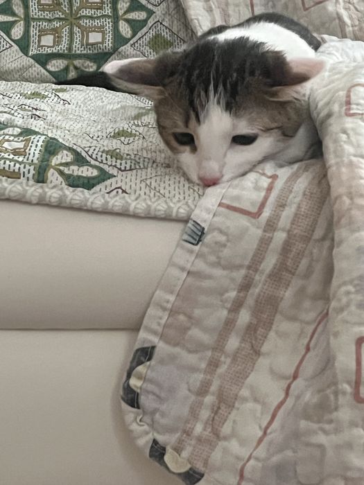 Кошку в добрые руки