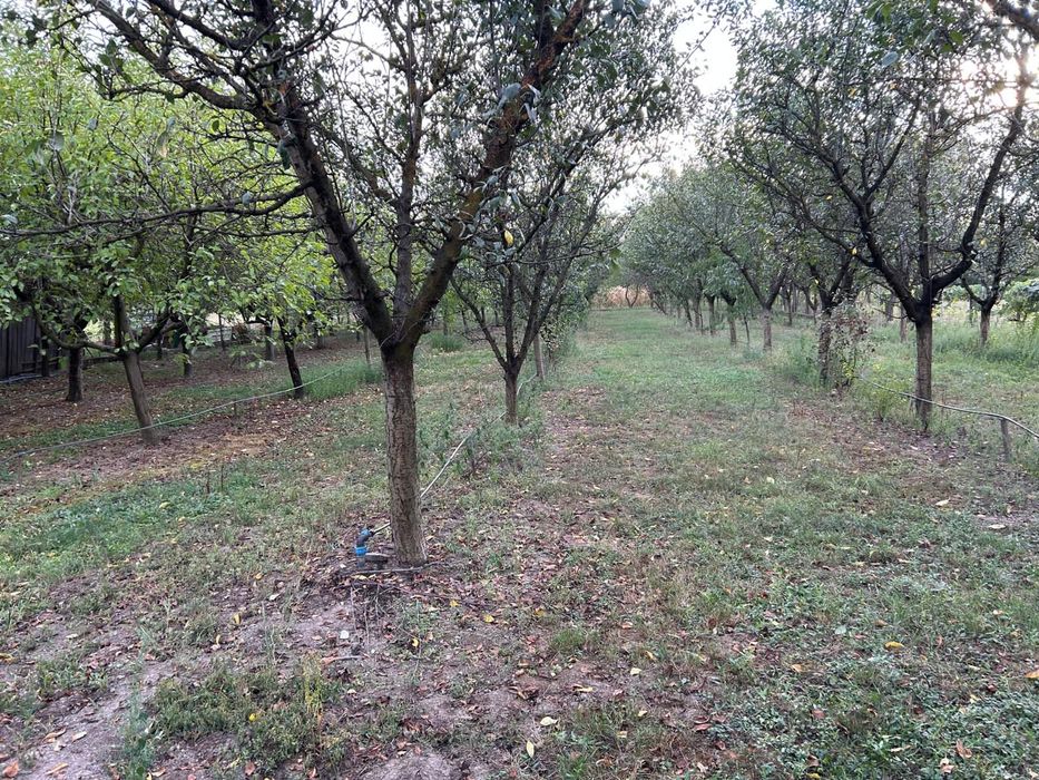 Vand teren livada sau loc de casa.