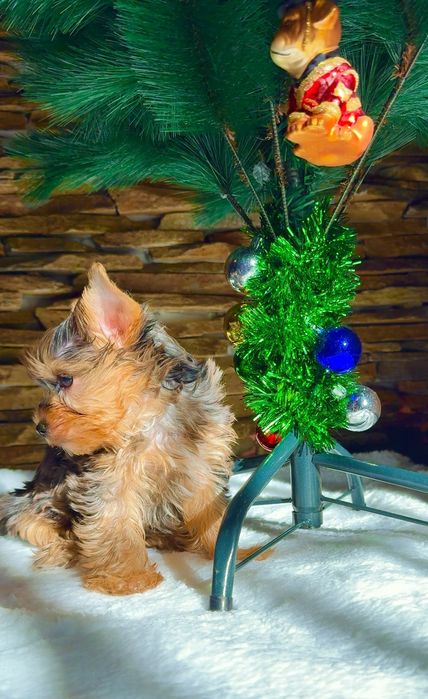 Йоркширски териер