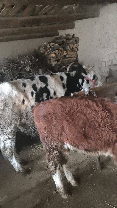 Продам продам срочно