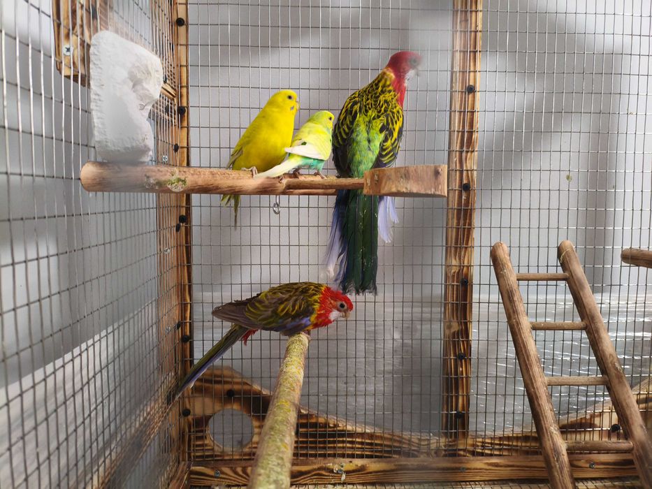 Работещ чифт вълнисти папагали