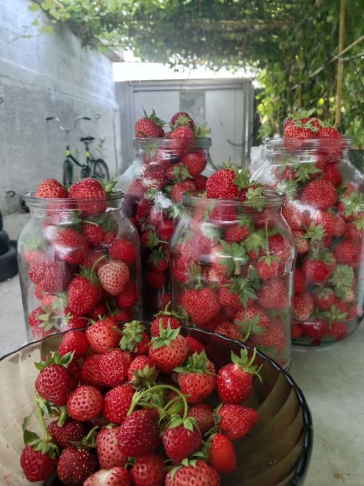 Продам клубнику г Аксу.