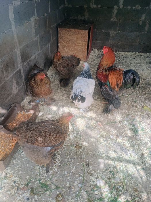 Găini brahma HD și potarnichiu de vânzare