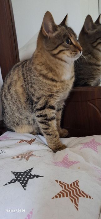 В добрые руки отдам