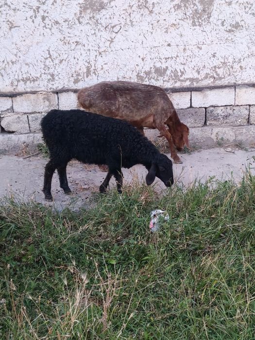 Ona bola qo'y srochna sotiladi