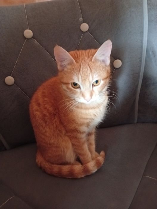 Кошечка пол годика солнышко очаровашка.