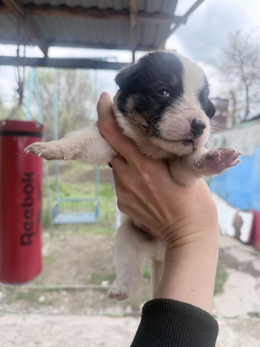 Алабай породистые щенки