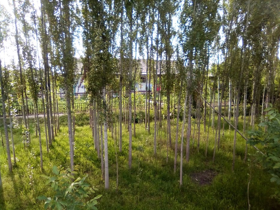 Hovli uy srochno sotiladi