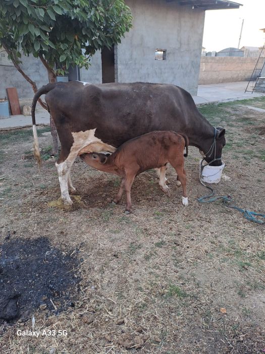 Голштинский корова