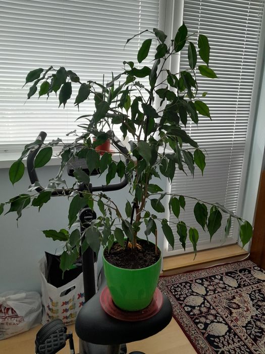 Бенджамин зелен около 50 см.