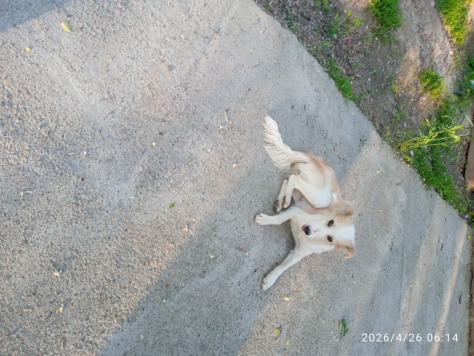 Собака потеряшка!!!