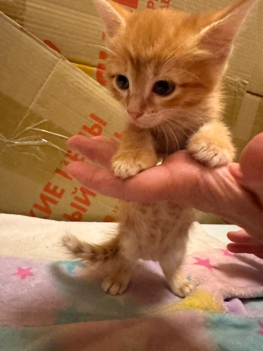 Отдам даром котят