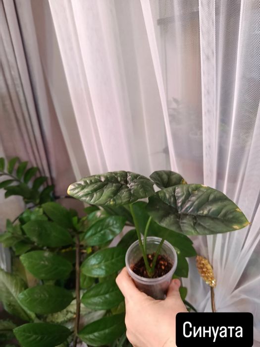 Продам комнатные цветы разные