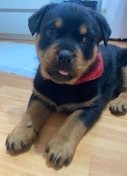 Pui rottweiler fată