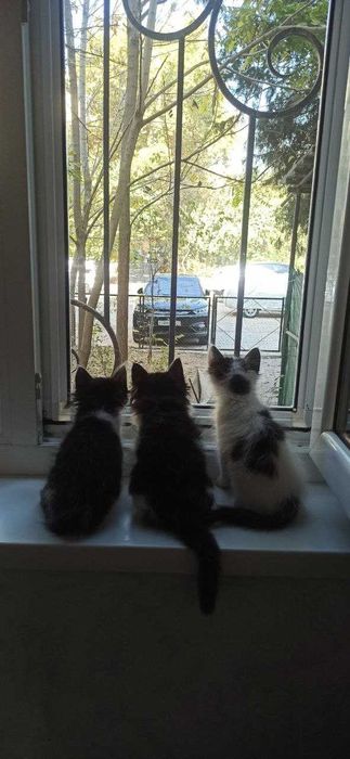 Мяу! Хозяин, отзовись!