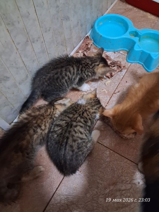 Отдодим котят в хорошие руки