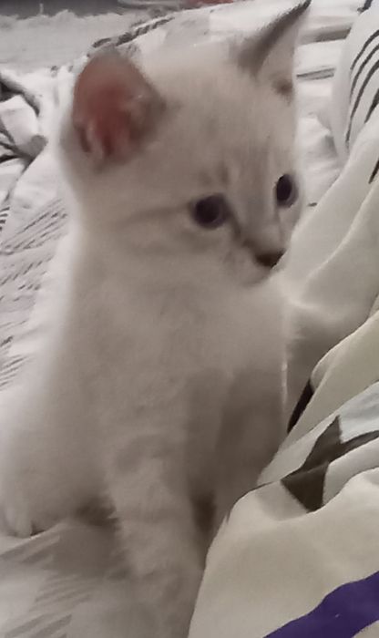 Котик мальчик сиамский