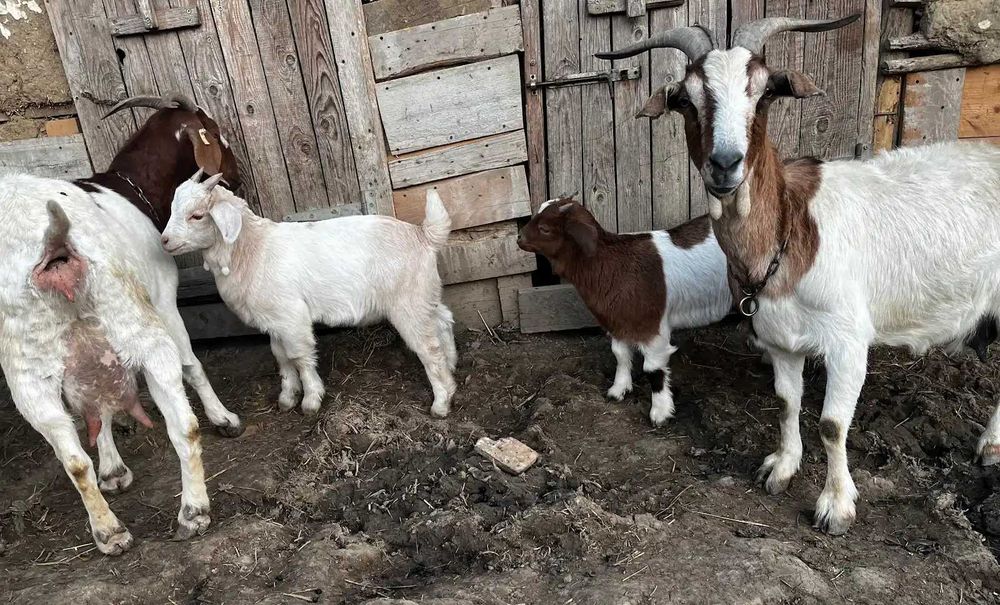 Vand iezi si tapi rasa Boer