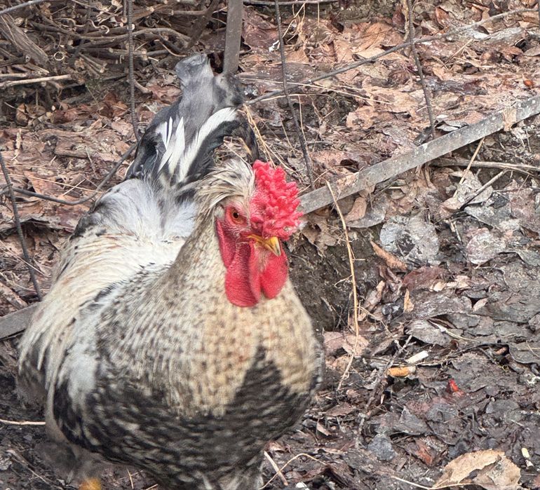 Продам двух петухов