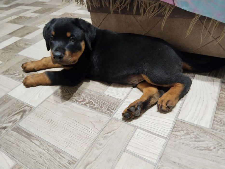 Ротвейлер   щенок