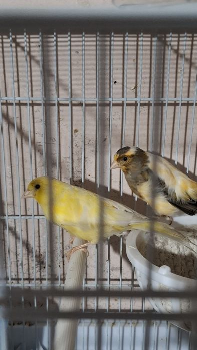 Канерейки. Дисковые. Тройники