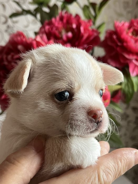 Щенки чихуахуа