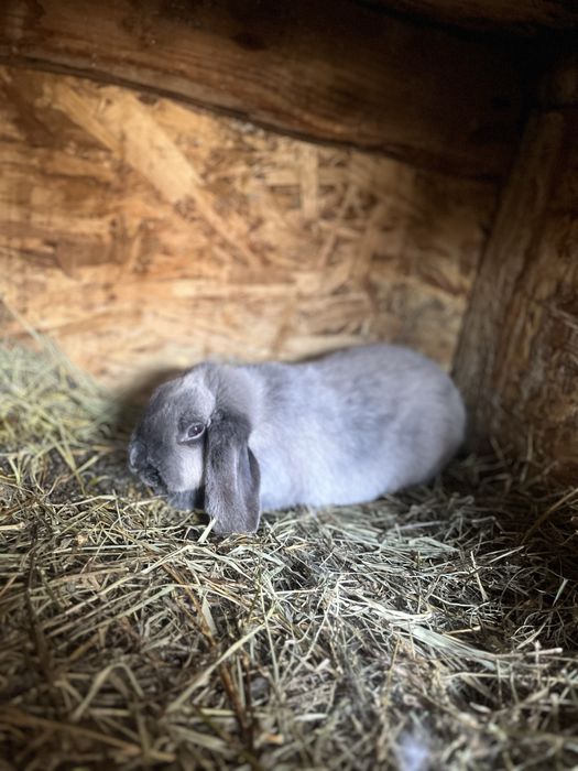 Iepurasi de companie