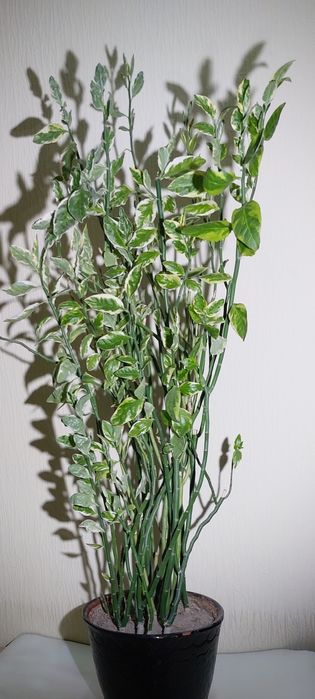 Педилантус комнатный цветок