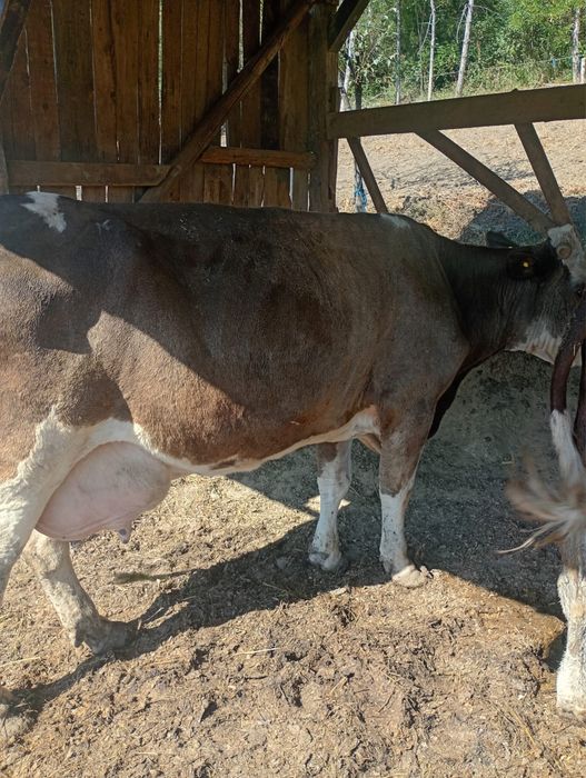Vand 2 taurii si o vaca reforma