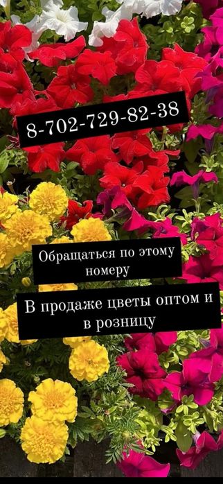 Продам рассаду петуния
