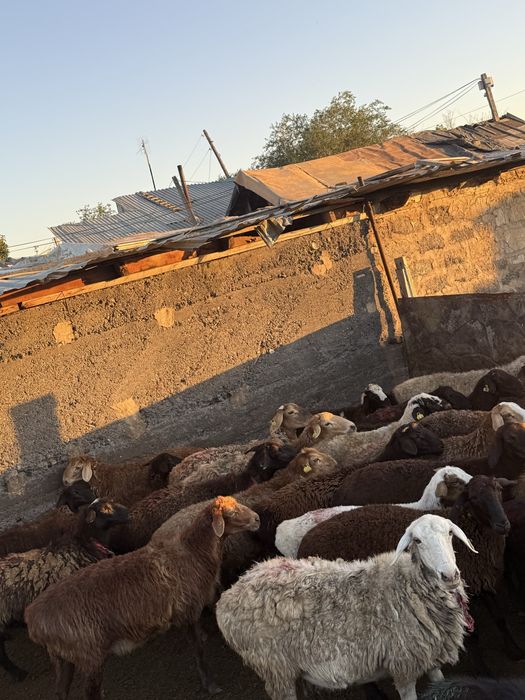 Продам баран в шахтинске