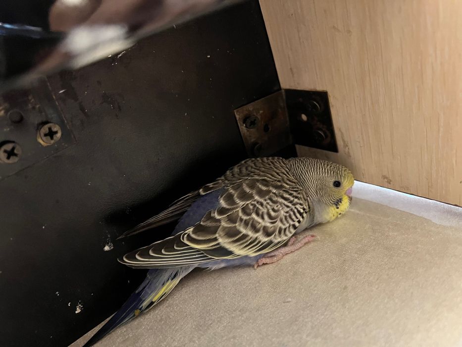 To’tiqush valnistiy волнистый попугай