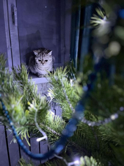 Отдам кошку в добрые руки