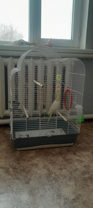 Продам попугая карелла девочка