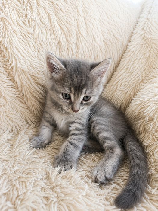 Отдам котят в добрые руки