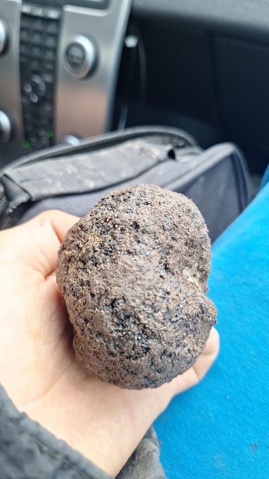 vand caine pentru trufe