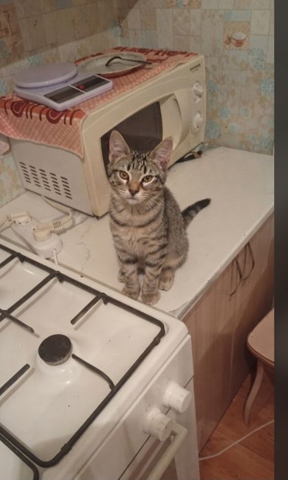 Отдам котенка в хорошие руки