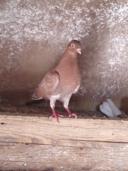 Vând jucători  cernavoda