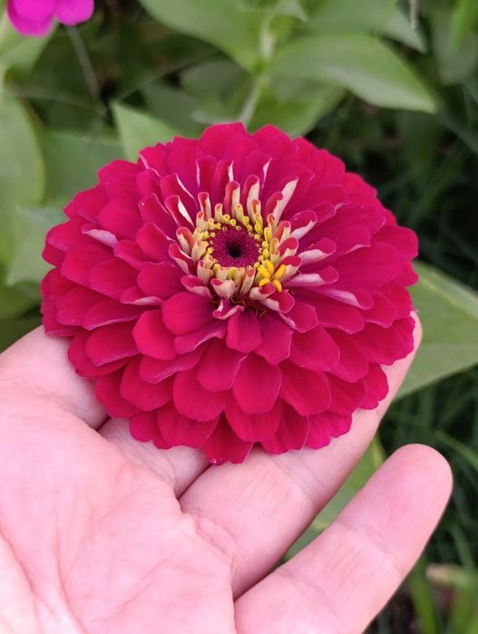 Уруғлар гул ва мачалка Семена Мачалки и цветов