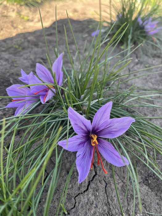 Sofran productie proprie Bio