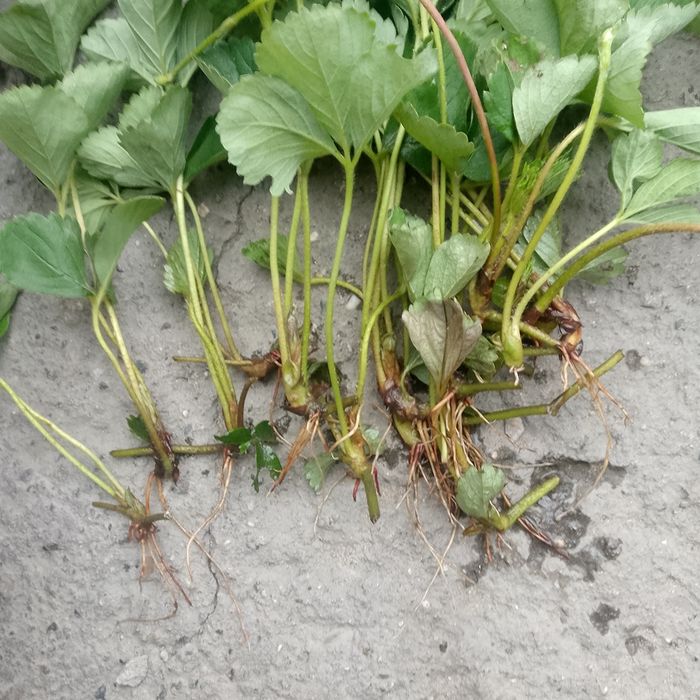 Продам саженцы клубники